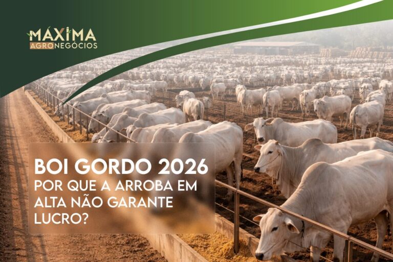 Boi gordo 2026: por que a arroba em alta não garante lucro?