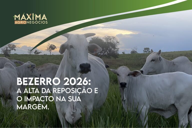 Análise de mercado sobre a valorização do bezerro 2026 e gestão de margem.