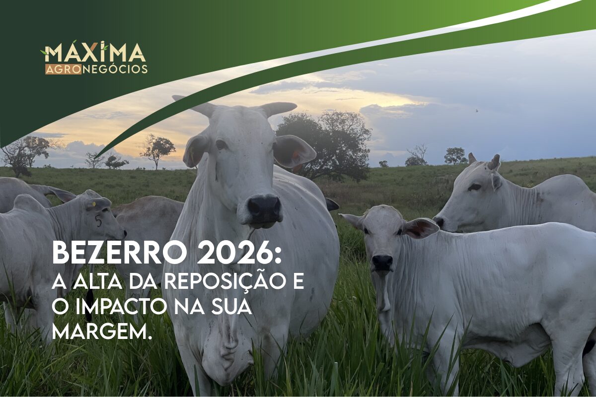 Análise de mercado sobre a valorização do bezerro 2026 e gestão de margem.