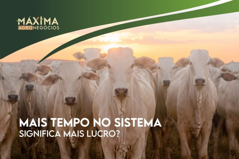 O impacto do tempo no sistema na rentabilidade da pecuária.