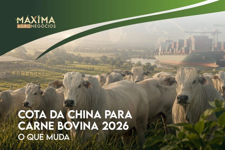 Imagem ilustrando a relação entre a China, a exportação de carne bovina brasileira e os impactos sobre a pecuária.