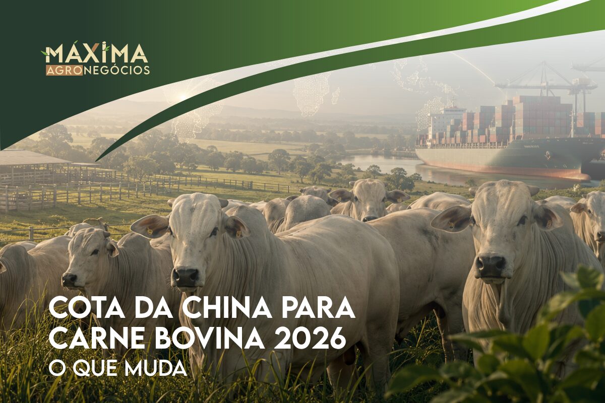 Imagem ilustrando a relação entre a China, a exportação de carne bovina brasileira e os impactos sobre a pecuária.
