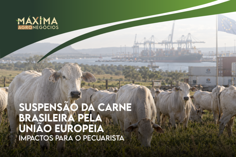 Suspensão da carne brasileira pela UE em fazenda de gado de corte
